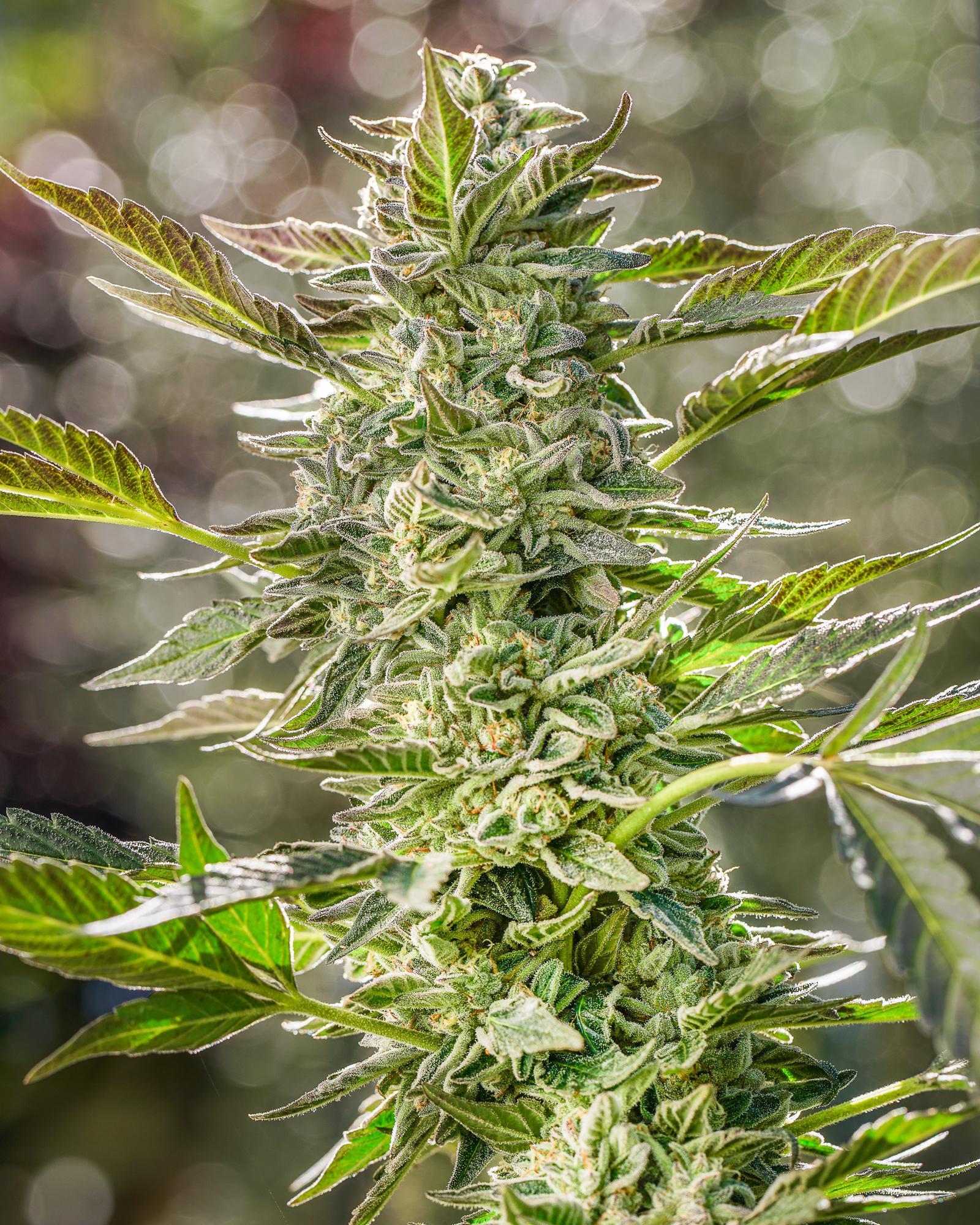 Strain: Slurricane - Clear Indica (Foxworthy Farms) 