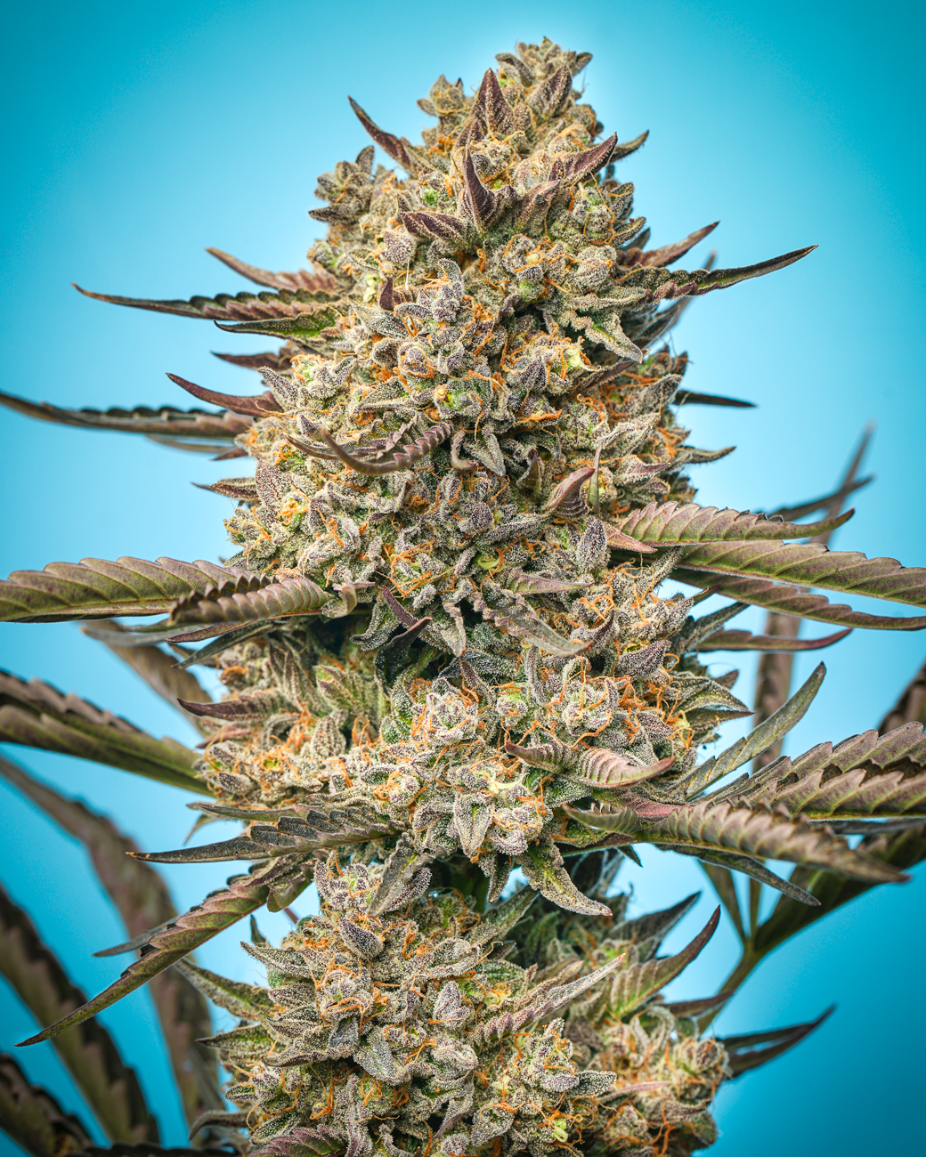 Sour Apple Sativa - Humboldt Seed Co - Foxworthy Farms