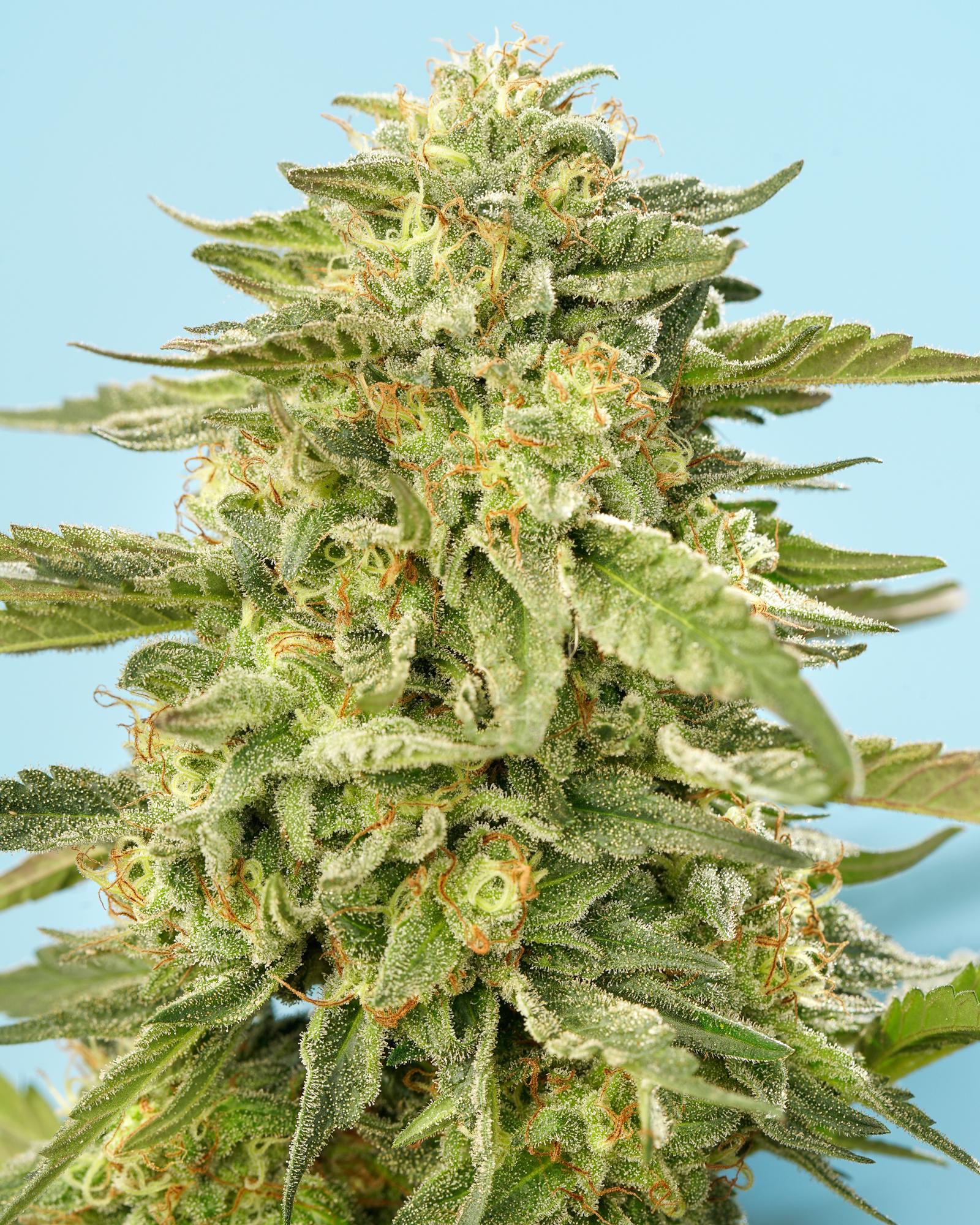 Pancakes - Heavy Hybrid Cannabis Flower