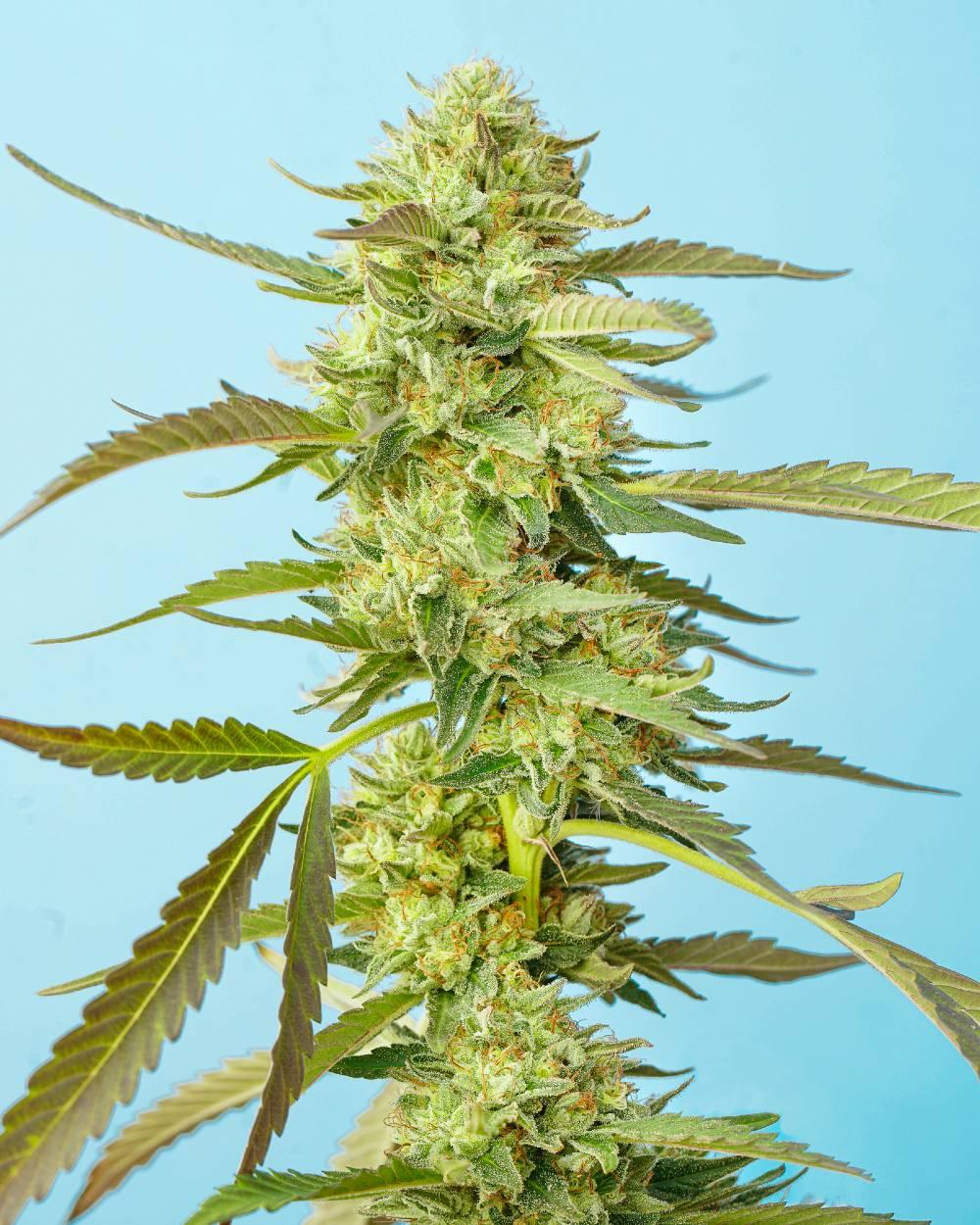 Wakanda - Heavy Hybrid - Cannabis - Foxworthy Farms