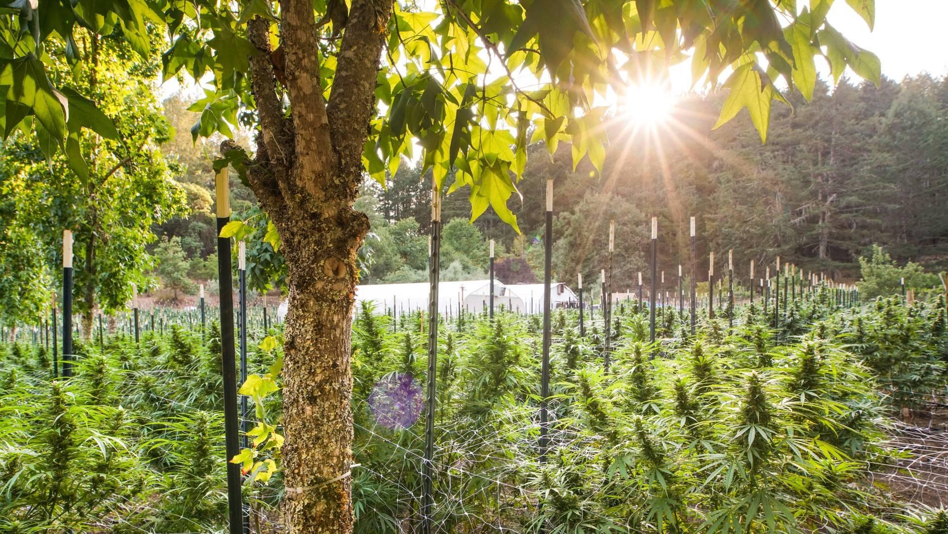 Foxworthy Farms • Cannabis Producers • Sonoma County, California